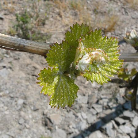 Weinhotel Hubertus Garni Klotten Exteriör bild