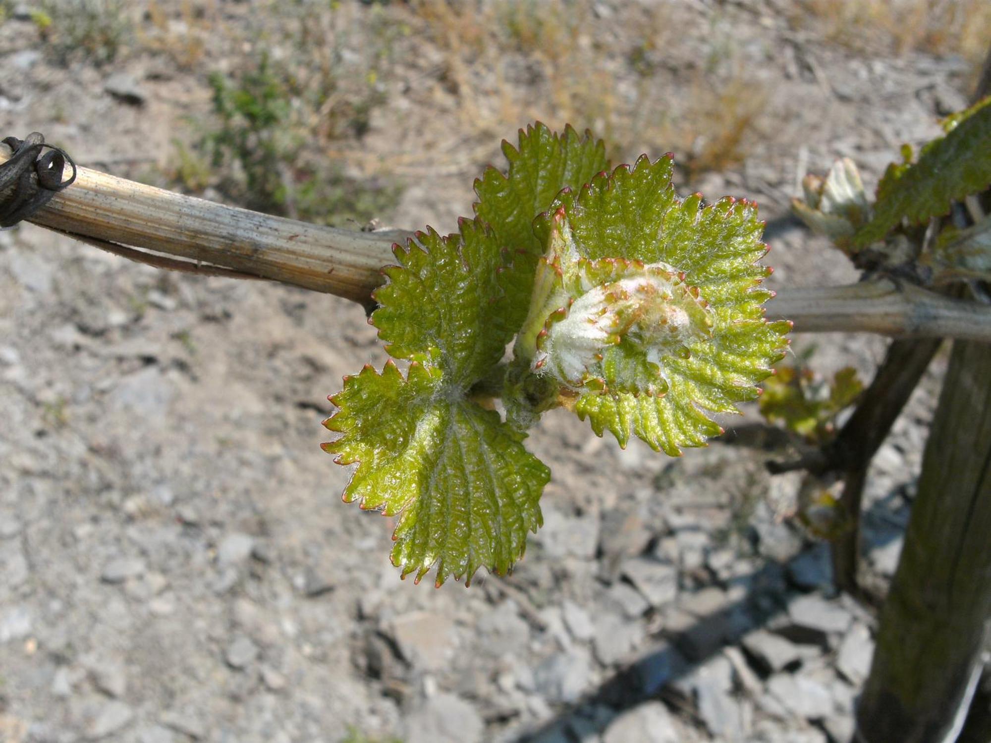 Weinhotel Hubertus Garni Klotten Exteriör bild