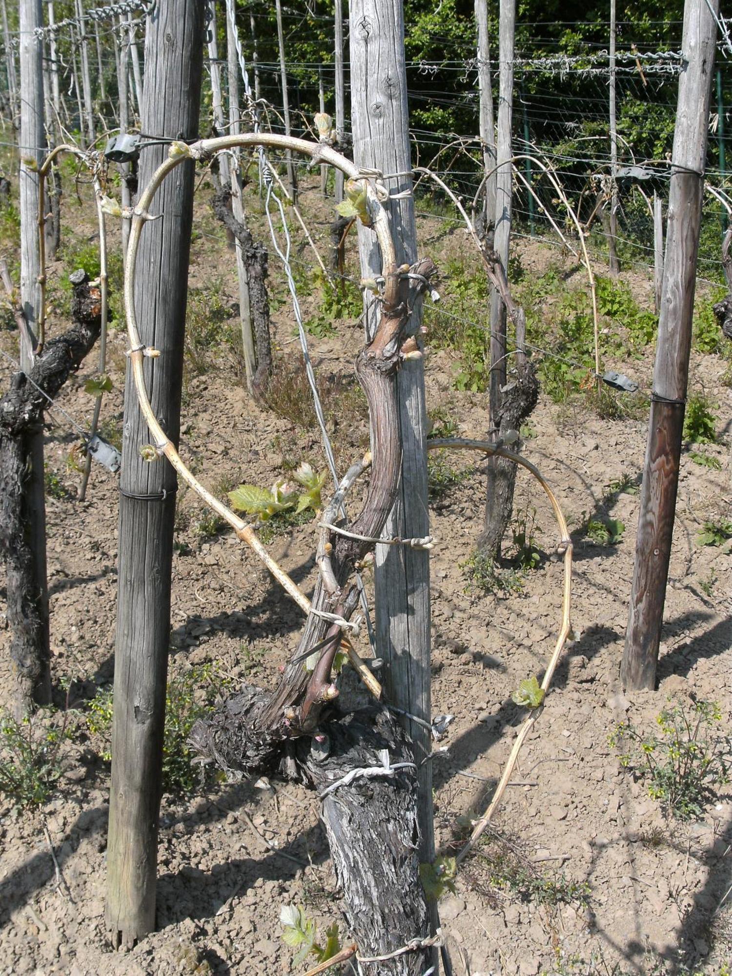 Weinhotel Hubertus Garni Klotten Exteriör bild