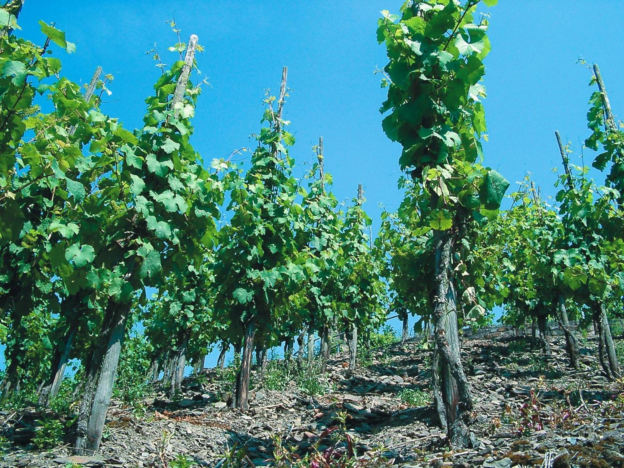 Weinhotel Hubertus Garni Klotten Exteriör bild