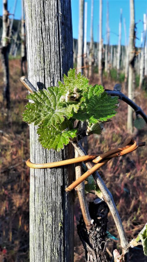 Weinhotel Hubertus Garni Klotten Exteriör bild